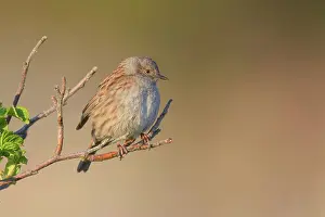 Duinen: Dunnock