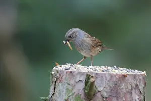 Accentor: Dunnock