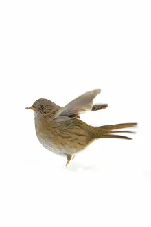 Modularis: Dunnock