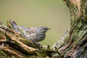 Accentor: Dunnock