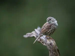 Veluwe: Dunnock