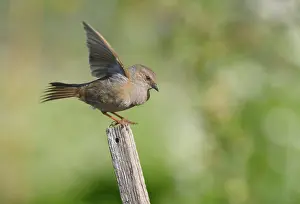 Gardenbird: Dunnock