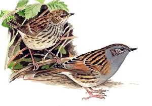 Accentor: Dunnock