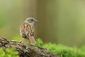 Dunnock: Dunnock