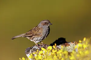 Insectivore: Dunnock