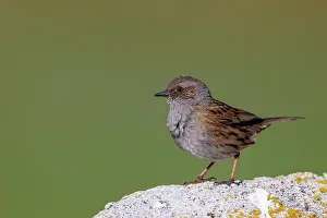 Insectivore: Dunnock