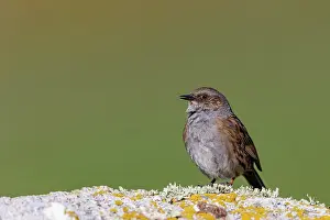 Insectivore: Dunnock