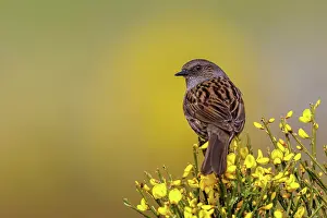 Insectivore: Dunnock