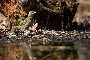 Bain: DUNNOCK