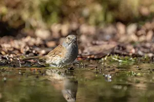 Bain: DUNNOCK
