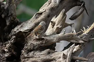 Bretagne: DUNNOCK
