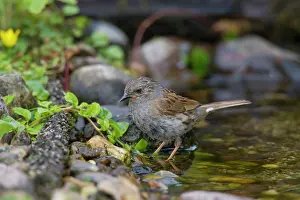 Modularis: Dunnock adult bird Germany