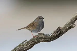 Modularis: Dunnock adult bird perched on twig Germany