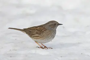 Modularis: Dunnock adult bird in snow Sweden
