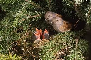 Karin Laub: Dunnock - two adults at nest with young