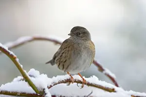Modularis: Dunnock - in frost and snow