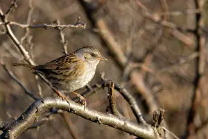 Modularis: Dunnock - in habitat