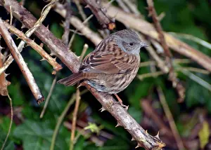 Accentor: Dunnock / Hedge Accentor