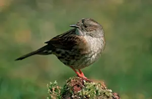Modularis: Dunnock / Hedge Sparrow