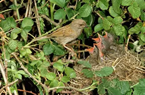 Hedgerows: DUNNOCK / Hedge Sparrow - adult at nest with chicks begging