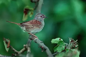 Modularis: Dunnock / Hedge Sparrow on branch