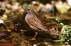 Hedge: DUNNOCK / Hedge Sparrow - on ground