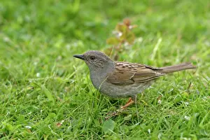 Accentors: Dunnock / Hedge Sparrow / Hedge Accentor - Feeding