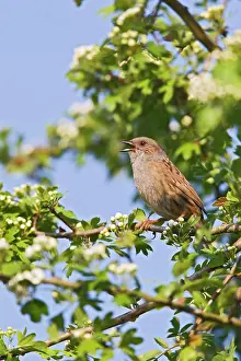 Accentor: Dunnock / Hedge Sparrow / Hedge Accentor - singing