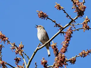 Communications: Dunnock / Hedge Sparrow - male perched in bush