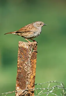 Modularis: DUNNOCK / Hedge Sparrow - perched on rusty post