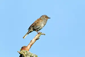 Modularis: Dunnock / Hedge Sparrow - singing from branch