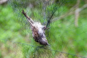 Nylon: Dunnock immature ringing the birds with