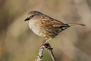 Modularis: Dunnock - perched on a bramble