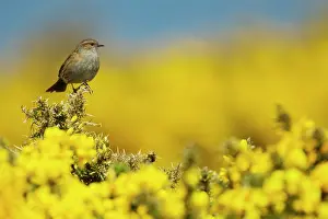 Gorse: Dunnock - perched on Gorse in Spring