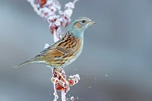 Frosts: Dunnock (Prunella modularis), adult perched on a