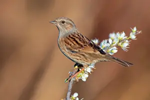 Spinosa: Dunnock (Prunella modularis), adult perched on a