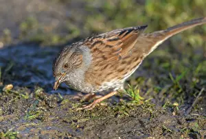 Sparrow: Dunnock, Prunella modularis, feeding on damp gro