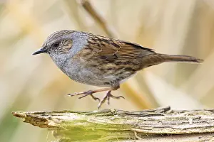 Accentors: Dunnock (Prunella modularis) Germany