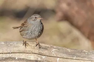 Accentor: Dunnock (Prunella modularis) sitting on a branch