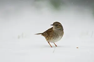 Accentor: Dunnock (Prunella modularis), sitting in the snow