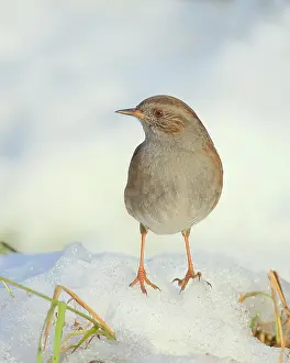 Accentor: Dunnock (Prunella modularis) standing on a snow-covered