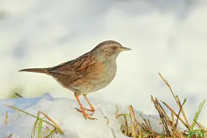 Accentor: Dunnock (Prunella modularis) standing on a snow-covered