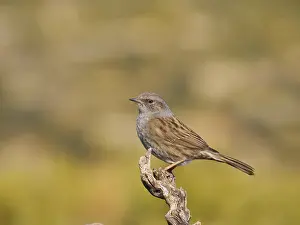 Valencia: Dunnock Prunella modularis Valencia, Spain BI035313