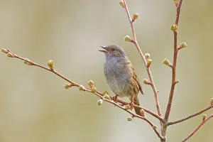 Singing: Dunnock - singing Prunella modularis Essex, UK BI035981