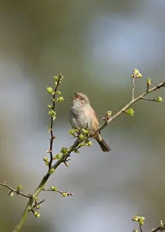 Modularis: Dunnock - Singing from song perch
