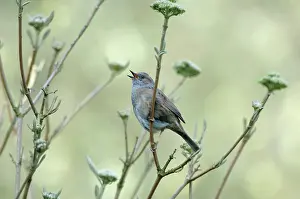Modularis: Dunnock singing from tree