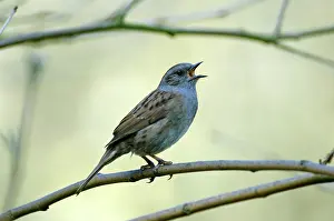 Modularis: Dunnock singing from tree