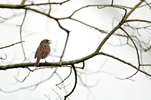 Modularis: Dunnock - singing in tree