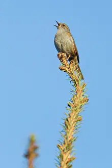 Prunella: Dunnock - singing from treetop
