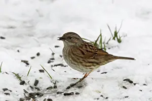 Modularis: Dunnock - in snow